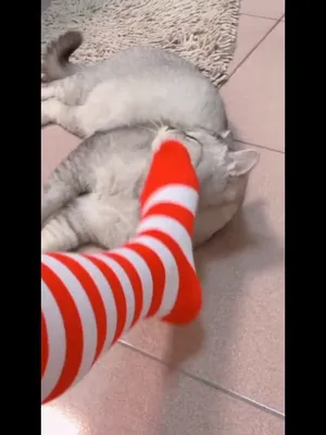 미소녀급 ~ 까칠한 아기고양이