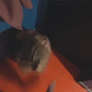 노예플 제대로 즐기는 오렌지 염색년