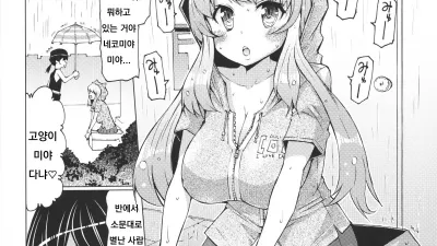 새끼 고양이의 보은